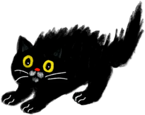 чёрный кот